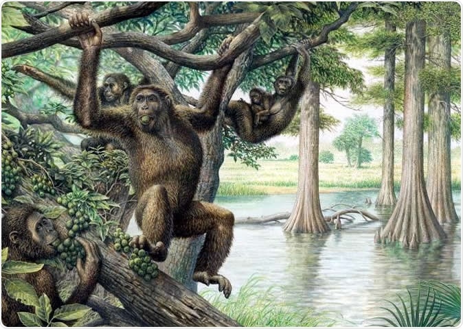 Rudapithecus was pretty ape-like and probably moved among branches like apes do now -- holding its body upright and climbing with its arms. However, it would have differed from modern great apes by having a more flexible lower back, which would mean when Rudapithecus came down to the ground, it might have had the ability to stand upright more like humans do. Illustration courtesy of John Siddick