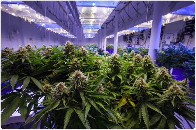Commercial Medical Marijuana Growing Operation. Image Credit: Canna Obscura / Shutterstock