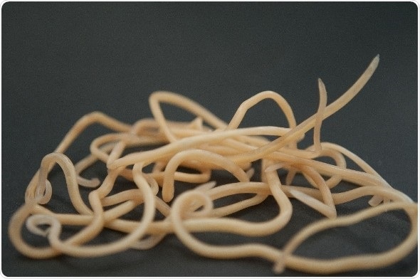 Study: Toxocara roundworm infection is accompanied by complex molecular signaling cascade