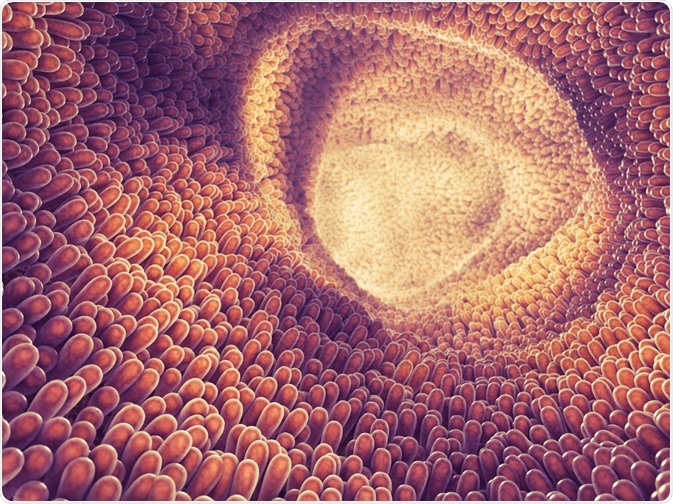 Gut intestine showing villi