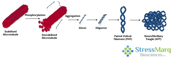 Tau dissociates from microtubules, leading to their destabilization. It then aggregates into oligomers, paired helical filaments, and ultimately neurofibrillary tangles.