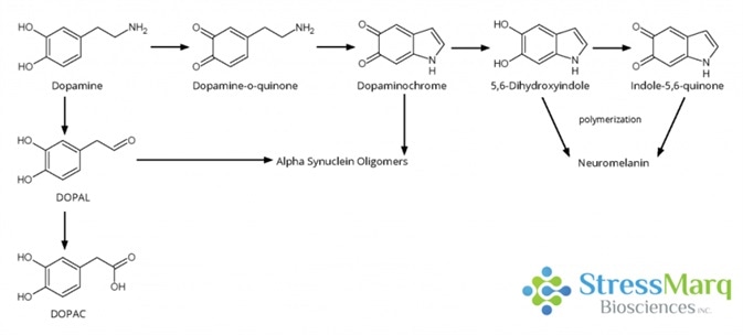 Dopamine oxidation mechanism. Both dopaminochrome and DOPAL are thought to interact with alpha synuclein in a way that promotes oligomer formation