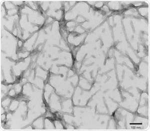 TEM of active recombinant Tau441 (2N4R), P301S mutant preformed fibrils (PFFs) (SPR-329)