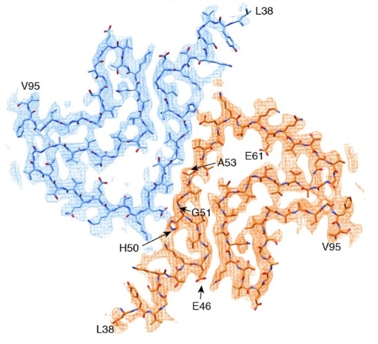 The cryo-EM-determined structure of alpha synuclein shows most disease-causing mutations to be located at the interface between two protofilaments.15.