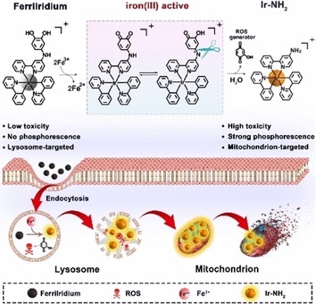 Novel drug can simultaneously help diagnose, treat gastric cancer Novel drug can simultaneously help diagnose, treat gastric cancer