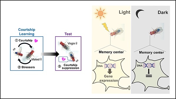 Environmental light required for maintaining long-term memories