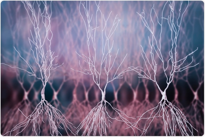 Neurons