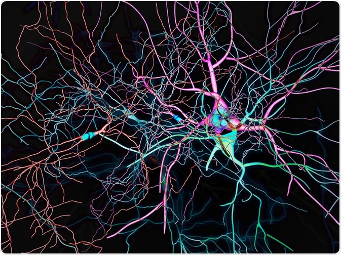 Brain Neurons