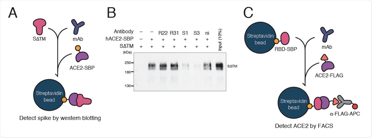 Inhibition of ACE2-spike interaction by S1D7 and S3D8 A. A schematic of the spike pull-down assay designed to evaluate inhibition of ACE2- spike binding by monoclonal antibody. Spike glycoprotein lacking TM domain (SΔTM) was mixed with a monoclonal antibody. ACE2-SBP was applied to capture SΔTM onto streptavidin beads competitively. Captured SΔTM was detected by WB as a measurement of the antibody’s inhibitory ability. S1, S1D7; S3, S3D8; ni, non immune mouse IgG. B. WB of spike pull-down assay using antibody R52. In the presence of clones S1D7 and S3D8, ACE2 was not able to pull down SΔTM. C. Schematic of bead-based neutralization assay designed to quantify inhibition of ACE2-RBD binding by monoclonal antibody. RBD-SBP glycoprotein immobilized on streptavidin beads was mixed with a monoclonal antibody. ACE2-FLAG was applied to bind competitively with RBD. ACE2-RBD binding was quantified by measuring the signal given by an anti-FLAG antibody conjugated with APC fluorophore using FACS.