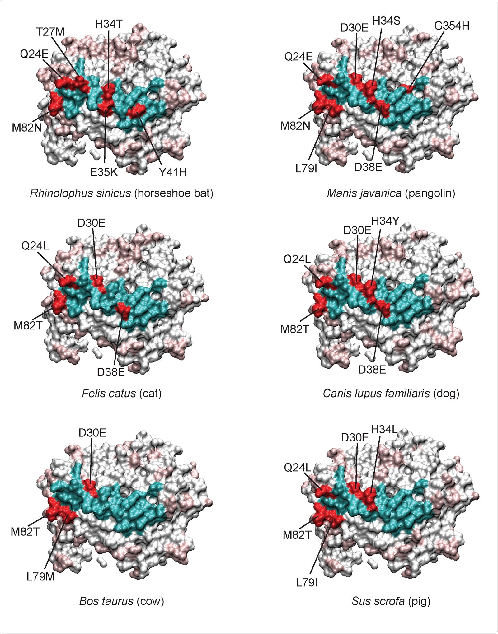 Variable residues at the ACE2-RBD interface of individual species. With human ACE2 360 as a reference, the variant interacting residues for each species are colored red, and conserved 361 residues colored cyan. For the remainder of the ACE2 protein, conserved residues are white and 362 variable residues light red. Certain residues like M82, Q24, D30, and H34 are often mutated relative to 363 human. D30 is conservatively changed to glutamate, however more non-conservative changes can be 364 seen for H34, for example. More species have been analyzed and are shown in Supplemental Figure 365 3.