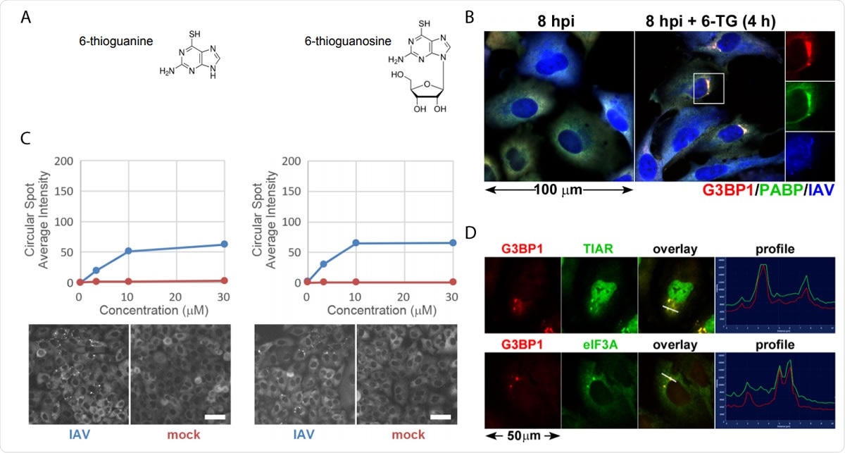 Thiopurine analogs 6-TG and 6-TGo selectively induce stress granules in IAV infected cells. (A) Structural diagrams of small molecules identified in the screen. (B) Quantification of EGFP-G3BP foci formation in IAV-Udorn infected (Blue) or mock (Red) infected cells treated with increasing doses of 6-TG and 6-TGo (top) and representative Cellomics images of EGFP channel of cells treated with 30 µM 6-TG and 6-TGo (bottom). At 4 hpi, cells were treated with 0, 1, 10 and 30 uM doses of thiopurine analogs 6-thioguanine (6- TG) or 6-thioguanosine (6-TGo). At 8 hpi, cells were fixed and stained with Hoeschst 33342. Automated image capture was performed using a Cellomics Arrayscan VTI HCS reader. 15 images were captured for each well and average punctate EGFP-G3BP1 intensity was calculated. (C) A549 cells were infected with IAV-CA/07 at a MOI of 1. At 4 hpi, cells were treated with 6-TG or mock-treated. At 8 hpi, cells were fixed and immunostained with antibodies directed to stress granule marker proteins G3BP1 (red), PABP (green) and a polyclonal IAV antibody (blue) that detects antigens from NP, M1, and HA, followed by staining with Alexa-conjugated secondary antibodies. (D) A549 cells were infected with IAV-CA/07 at a MOI of 1. At 4 hpi, cells were treated with 6-TG (10µM). At 8 hpi, cells were fixed and immunostained with antibodies directed to stress granule marker proteins G3BP1 (red), TIAR (green) and eIF3A (green), followed by staining with Alexa-conjugated secondary antibodies. Images captured on a Zeiss Axioimager Z2 fluorescent microscope. Representative images shown. Scale bars represents 20 µm.