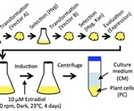 Mass production of SARS-CoV-2 ORF8 protein using a chemical-inducible system in tobacco BY-2 cells
