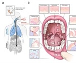 Mouth may be primary route of SARS-CoV-2 infection and transmission
