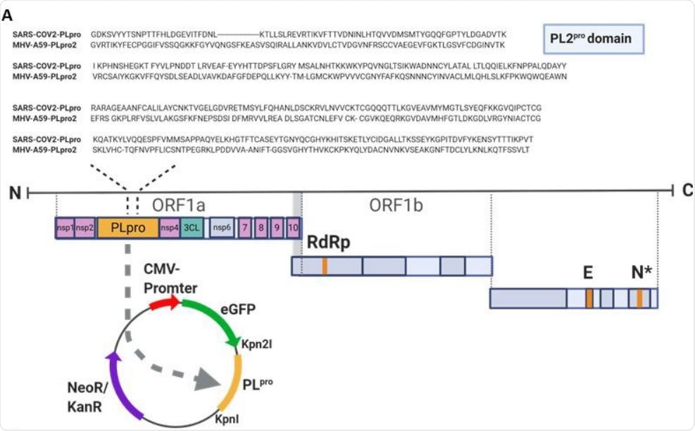 PLpro of SARS-CoV-2 cleaves ULK1 (A) Sequence alignment of the PL protease domain of SARS-CoV-2 and PL protease domain 2 of MHV-A59 is shown. The SARS-CoV2-PLpro was cloned into EGFP-C1 vector.