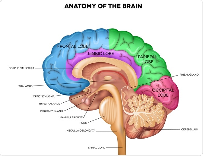 Anatomy of Human Brain