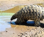 Study suggests 5’UTR of SARS-CoV-2 might be of pangolin coronavirus origin