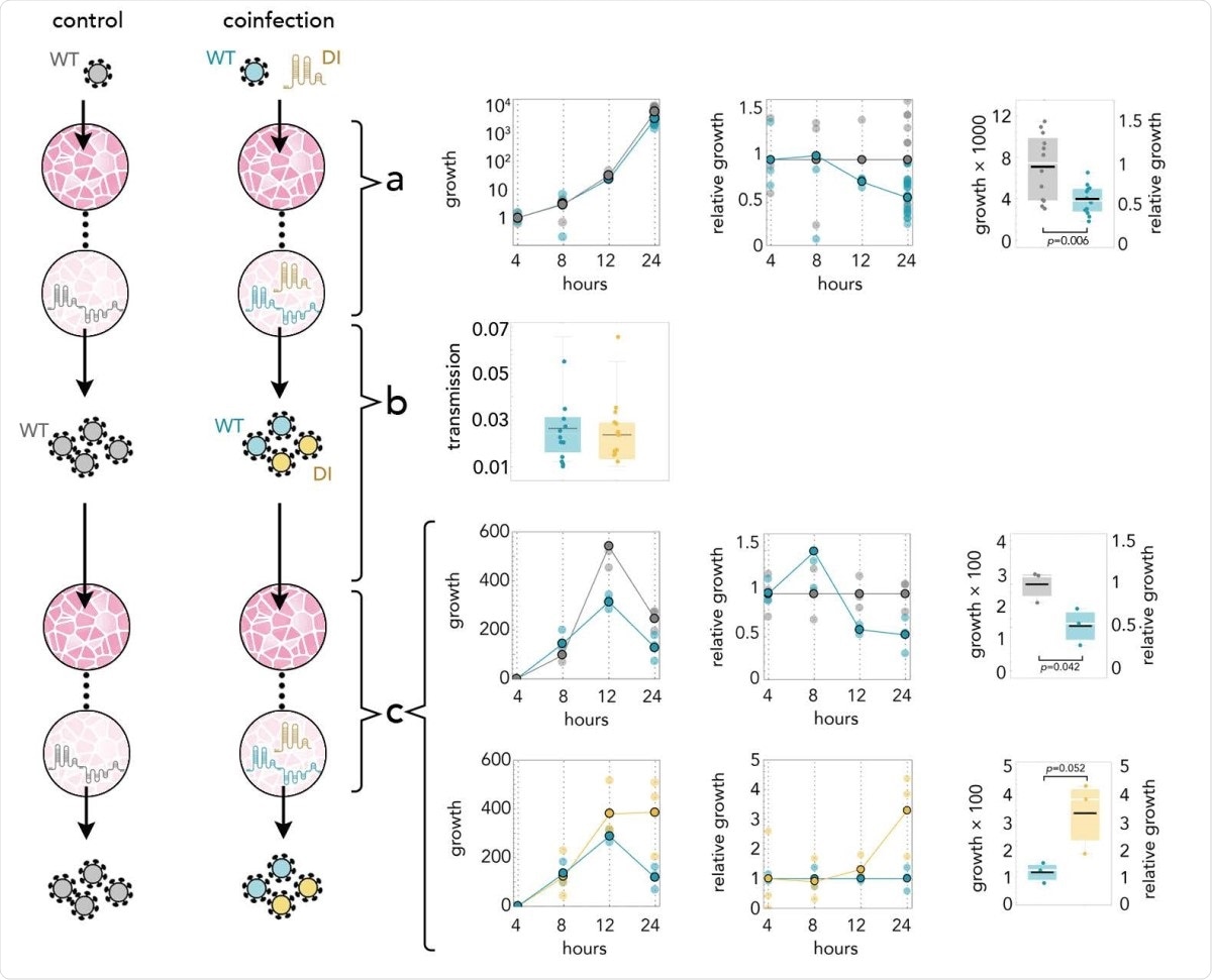DI reduces the amount of SARS-CoV-2 by half; it replicates 3 times faster; and it is transmitted with the same efficiency. Yellow: DI in coinfections; blue: WT in coinfections; gray: WT in infections without DI. a: Growth rates (absolute amount relative to the amount at 4 hours) of WT in controls and in coinfections; growth relative to controls at the same time point; and detail at 24 hours. b: 24 hours after infection the supernatant was used to infect new cells. The transmission efficiency is the amount measured by qRT-PCR immediately before passaging divided by the average amount measured almost immediately (4 hours) after passaging. c: Growth rates (absolute amount relative to the amount at 4 hours) of WT in controls and in coinfections; growth relative to controls at the same time point; and detail at 24 hours. Growth rates (absolute amount relative to the amount at 4 hours) of WT and DI in coinfections; growth relative to that of WT in coinfections at the same time point; and detail at 24 hours.