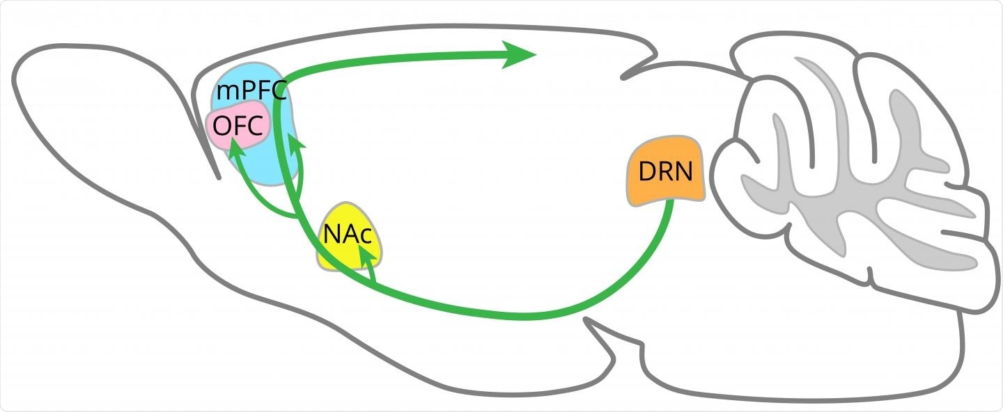 Serotonin-releasing neurons (green arrows) from the dorsal raphe nucleus (DRN) penetrate many other areas of the brain, including the nucleus accumbens (NAc), orbitofrontal cortex (OFC) and medial prefrontal cortex (mPFC).