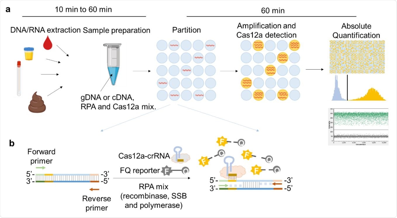 Schematic illustration of RADICA. a, The workflow of RADICA sample partitioning on a chip for absolute quantification of nucleic acid targets. Generally, after the DNA/RNA extraction step, different kind of clinical samples can be used for detection and quantification of various targets. The sample mixture containing DNA/cDNA, RPA reagents, and Cas12a-crRNA715 FQ probes is distributed randomly into thousands of partitions. In each partition, the DNA is amplified by RPA and detected by Cas12a-crRNA, resulting in a fluorescent signal in the partition. Based on the proportion of positive partitions and on Poisson distribution, the absolute copy number of the nucleic acid target is quantified. b, Illustration of RPA-Cas12a reaction in each positive partition. In each partition containing the target nucleic acid, the primers bind to the target nucleic acid and initiate amplification with the aid of recombinase and DNA polymerase. Because of the strand displacement of DNA polymerase, the exposed crRNA-targeted ssDNA sites are bound by Cas12a-crRNA complexes. Cas12a is then activated and cleaves the nearby FQ reporters to produce a fluorescence readout.