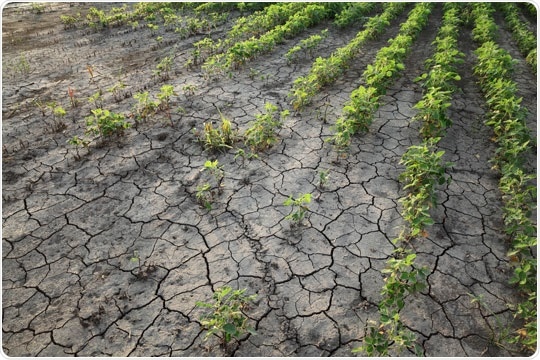 Effects of Soil Compaction