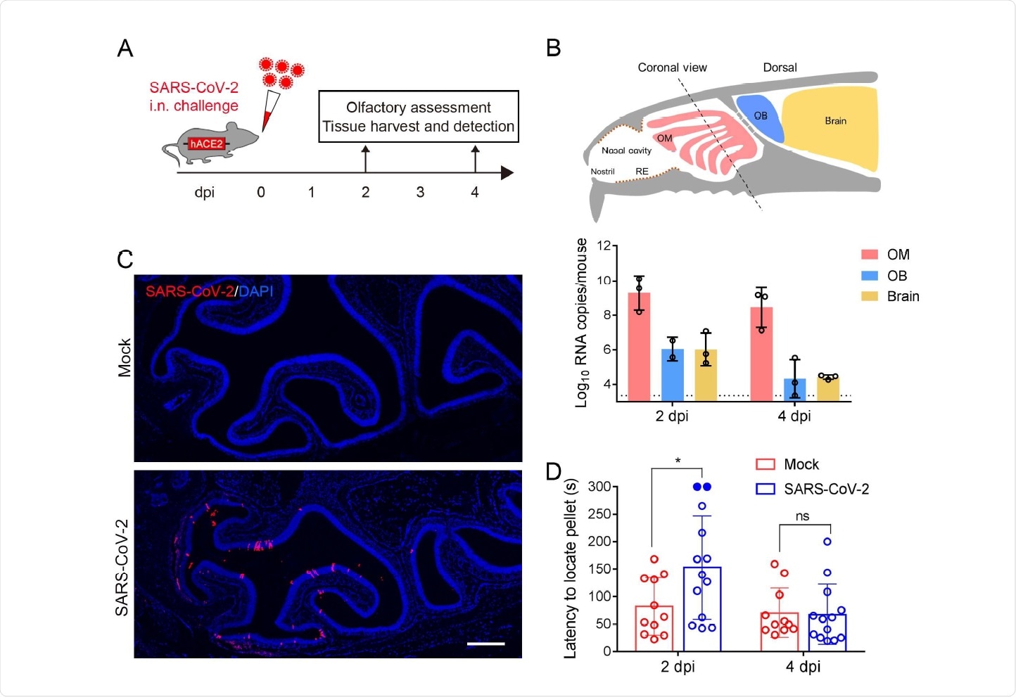 SARS-CoV-2 primarily infects the OE and causes olfactory dysfunction in hACE2 mice. (A) Schematic diagram of experimental design. Briefly, groups of 6-8 weeks old hACE2 mice were infected with 5.4 × 105 PFU of SARS-CoV-2 intranasally. Olfactory function of infected mice was measured by the buried food pellet test at indicated times post inoculation. Mice were sacrificed at 2 dpi and 4 dpi for viral detection and histopathological analysis. (B) Schematic view of the OM in the nasal cavity of mice in a sagittal plane, the dotted line indicated a coronal section (upper). And viral RNA copies were determined by real time qPCR and shown as mean ± SD from three independent replicates (lower). (C) Immunostaining of OM from SARS-CoV-2 infected mice for SARS-CoV-2 N protein (red) and DAPI (blue). Scale bar, 400 µm. (D) Buried food pellet test. Latency to locate the food pellets for mice infected with SARS-CoV-2 (n=13) or DMEM (n=11) was measured at 2 dpi and 4 dpi.