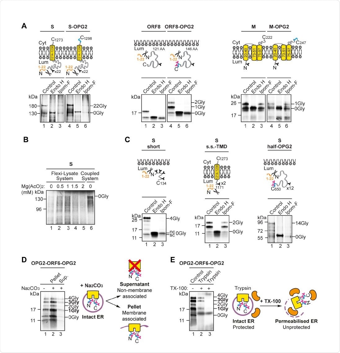 Ipom-F selectively inhibits the ER membrane translocation of SARS-CoV-2 proteins. (A) Schematic of the in vitro ER import assay in which canine pancreatic microsomes are used as a source of ER membrane. Following translation, fully translocatedor membrane inserted radiolabelled precursor proteins are recovered with the ER membrane fraction and analysed by SDS-PAGE and phosphorimaging. The identity of N-glycosylated species was confirmed by treatment with endoglycosidase H (Endo H). (B) Protein precursors of the human angiotensin-converting enzyme 2 (ACE2) and OPG2-tagged versions of the SARS-CoV-2 ORF8 (ORF8-OPG2), spike (S-OPG2), envelope (OPG2-E), membrane (M158 OPG2) and ORF6 (a doubly-OPG2 tagged version, OPG2-ORF6-OPG2, and two singly159 OPG2 tagged forms, OPG2-ORF6 and ORF6-OPG2, with their respective predominant N160 glycan species highlighted in bold) were synthesised in rabbit reticulocyte lysate perpetuity. It is made available under aCC-BY-ND 4.0 International license. preprint (which was not certified by peer review) is the author/funder, who has granted bioRxiv a license to display the preprint in supplemented with ER-derived microsomes in the absence or presence of Ipom-F (lanes 1 and 3). Phosphorimages of membrane-associated products resolved by SDS-PAGE, together with representative substrate outlines, are shown. N-glycosylation was used as a read-out for the efficiency of membrane translocation/insertion and N-glycosylated (X-Gly) versus non-N165 glycosylated (0Gly) species were identified by treatment with Endo H (see lane 2). (C) The relative efficiency of membrane translocation/insertion in the presence of Ipom-F was calculated using the ratio of N-glycosylated protein to non-glycosylated protein, relative to the DMSO treated control (set to 100% efficiency). Quantifications are given as means ±SEM for independent translation reactions performed in triplicate (n=3) and statistical significance (one170 way ANOVA, DF and F values shown in the figure) was determined using Dunnett’s multiple comparisons test. Statistical significance is given as n.s., non-significant />0.1; ****, P < 0.0001.