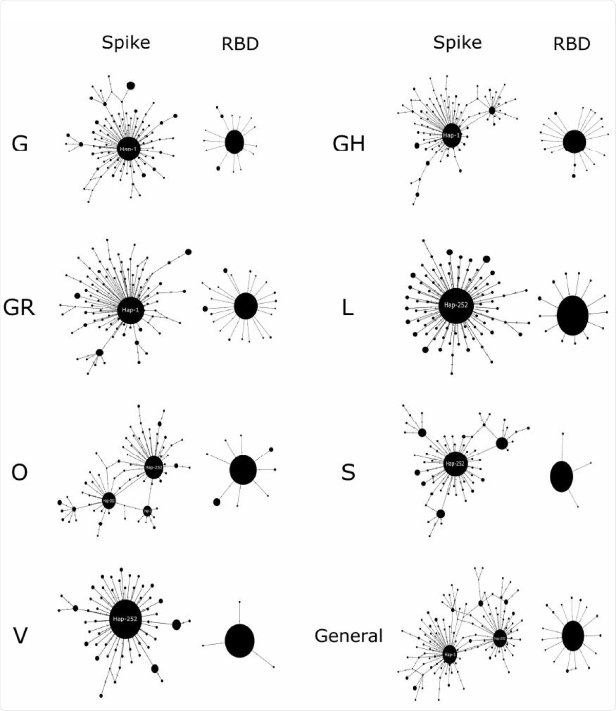 Median-joining haplotype networks. The seven clades of SARS-CoV 2 described to date are compared to both the entire Spike and the RBD coding region. The diameters of the spheres are proportional to the frequency of haplotypes. The main haplogroups are indicated.