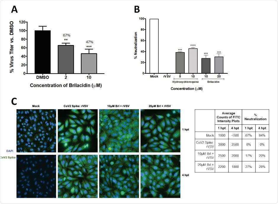 Brilacidin inhibits SARS-CoV-2 replication (Vero cells) (A) Vero cells were pretreated for 2h with 2 or 10μM brilacidin, infected with SARS-CoV-2 non-directly at MOI 0.1 for 1h, and post-treated with media containing brilacidin as described in Materials and Methods. At 16hpi, viral supernatants were evaluated by plaque assay as described in Materials and Methods. Figure 2B, 2C. Brilacidin appears to impact entry of SARS-CoV-2 (Vero cells) (B) Brilacidin was measured at 10 and 20μM for neutralization activity against a luciferase-expressing pseudotyped virus (rVSV) containing the SARS-CoV-2 spike protein using luciferase assay in Vero cells at 24hpt as described in Materials and Methods and compared to neutralization activity of hydroxychloroquine. (C) Vero cells were treated with 10 or 20μM brilacidin for neutralization activity against SARS-CoV-2 rVSV, and cells imaged and quantified using fluorescent microscopy and FITC surface intensity plots at 1 and 4hpt as described in Materials and Methods. Graphs are representative of one independent experiment performed in technical triplicates (n=3). Brl indicates brilacidin. **p<0.0021, ***p<0.0002, ****p<0.0001.