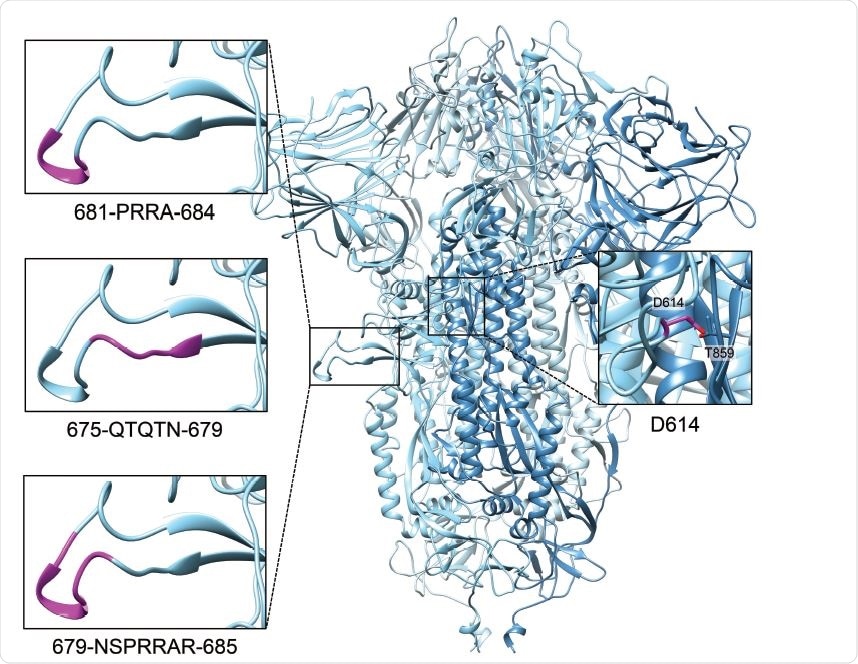 Structure of the SARS-CoV-2 spike trimer, based on PDB 6ZGE (81), in which we modelled the cleavage loop using SWISS-MODEL (82). The amino acids shown in magenta were substituted or deleted, to create three S1/S2 loop mutants. The inset on the right shows residue D614, which forms a hydrogen bond with residue T859 in the S2 subunit of another protomer.