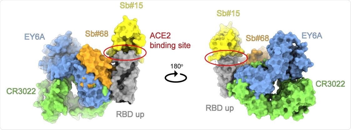 Anbody and sybody binding to a conserved RBD epitope. Superimposion of the crystal structures of the human crossreacve an-SARS-CoV-1 Fab fragment CR3022 (PDB ID: 6W41) and the human Fab fragment EY6A (PDB ID: 6ZCZ), both determined in complex with SARS-CoV-2 RBD, with homology models of sybodies Sb#15 and Sb#68 placed into the cryo-EM map of the symmetric 3up spike conformaon. Structures are shown as surface and colored as indicated.