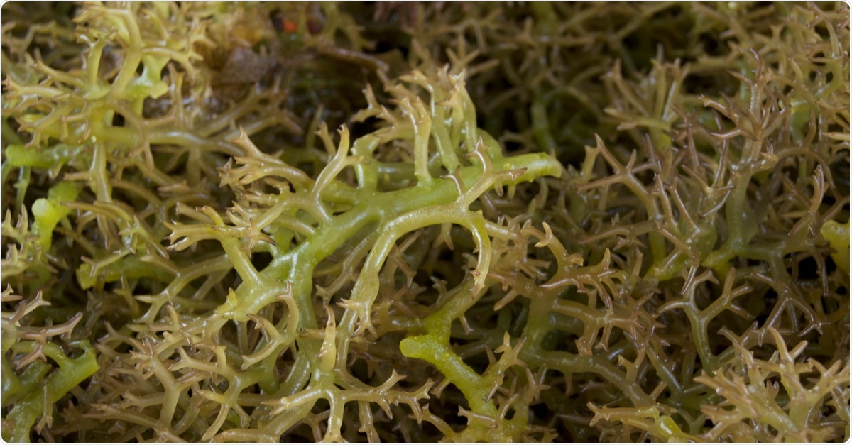 Image of fresh seaweed for carrageenan. Image Credit: Naz Images / Shutterstock