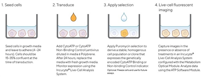 Quick guide for generating cell lines stably expressing Incucyte® CytoATP or Non-binding Control indicators.