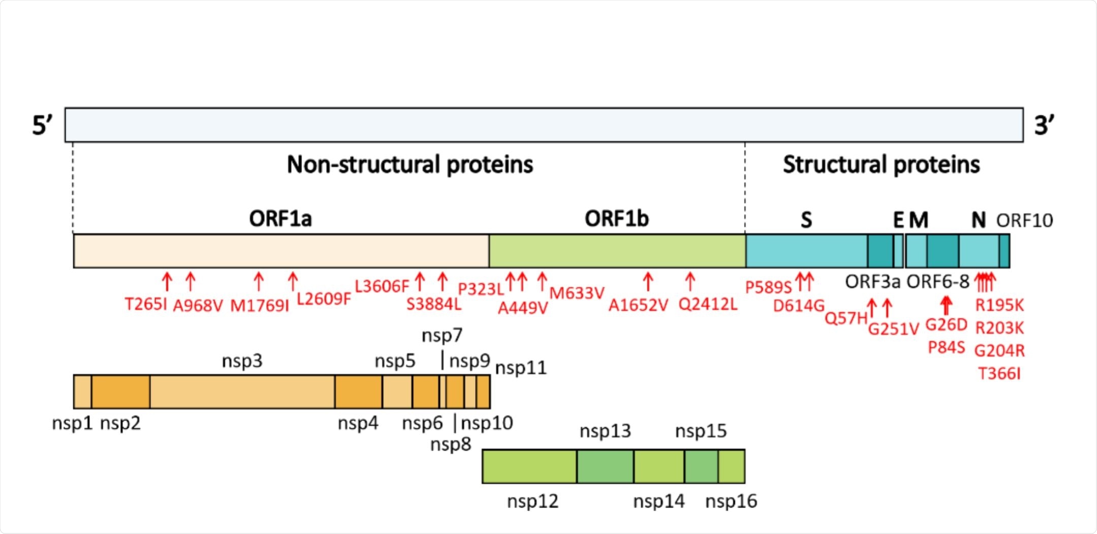 Genome organization of SARS-CoV-2 Genome organization of SARS-CoV-2