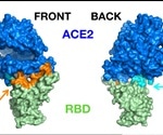 Long-range allosteric influences on SARS-COV-2-ACE2 stability and detachment