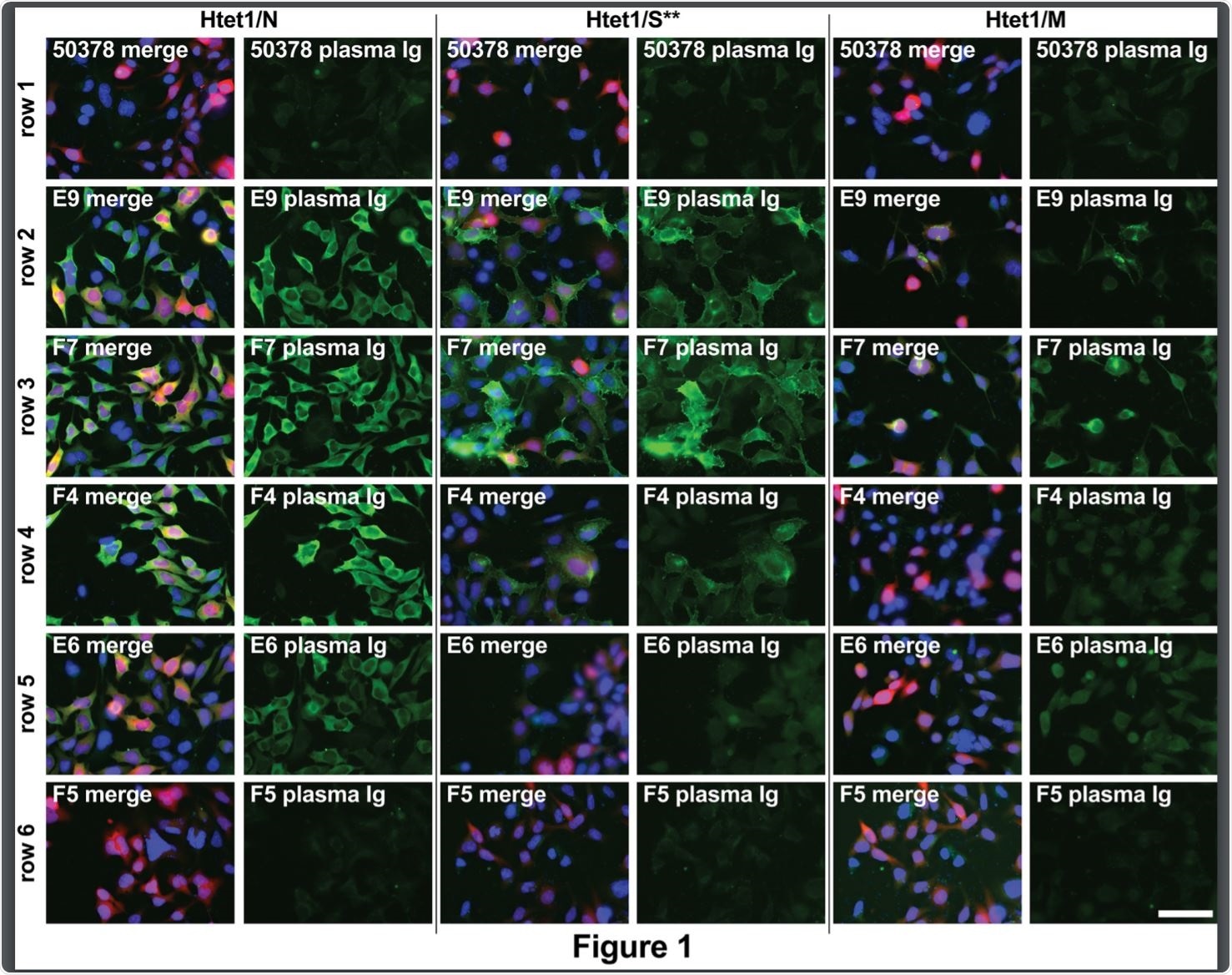 Microscopy-based serology.