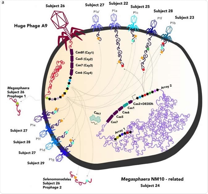 Depiction of huge phages (red, left) and normal phages infecting a bacterial cell. The huge phage injects its DNA into the host cell, where Cas proteins -- part of the CRISPR immune system typically found only in bacteria and archaea -- manipulate the host cell