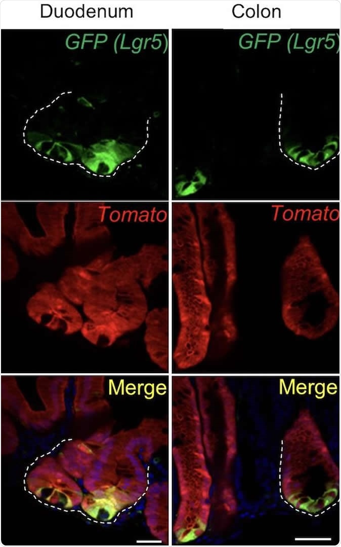Intestinal stem cells. Image Credit: Sam Ogden