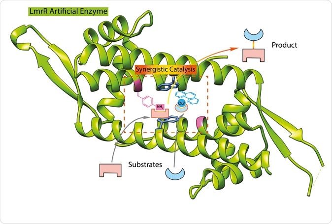 This illustration shows the structure of the LmrR protein (green), with the added catalytic groups binding to substrate. | Illustration Reuben Leveson-Gower