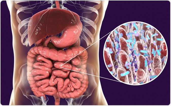 Intestinal microbiome, anatomy of human digestive system, 3D illustration Credit: Kateryna Kon / Shutterstock