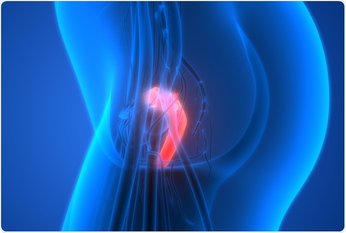 Female Reproductive System with nervous system and urinary bladder. 3D Illustration. Credit: Magic mine / Shutterstock