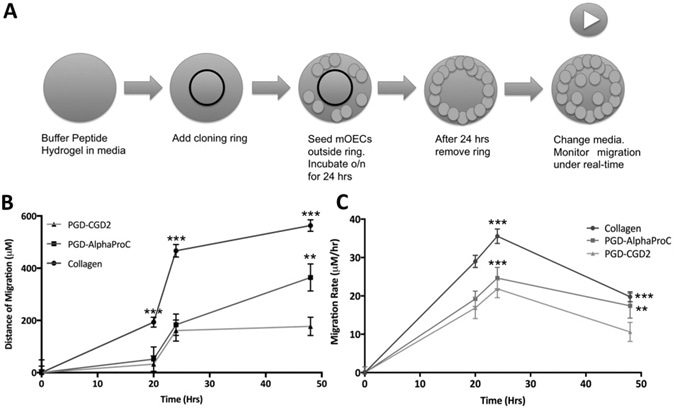 Determination of the migration activity of mOECs across the surface of optimal peptide hydrogels cultured up to 72 h. A) Schematic of experimental setup, B) migration distance, and C) migration rate. Values indicate the average migration distance (μm) or migration rate (μm h−1) and ±SD where n = 3. Image Credit: Manchester BIOGEL