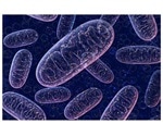 Researchers identify control of a mitochondrial protective mechanism
