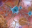 Targeting CSE enzyme may offer new pathways for Alzheimer’s treatment