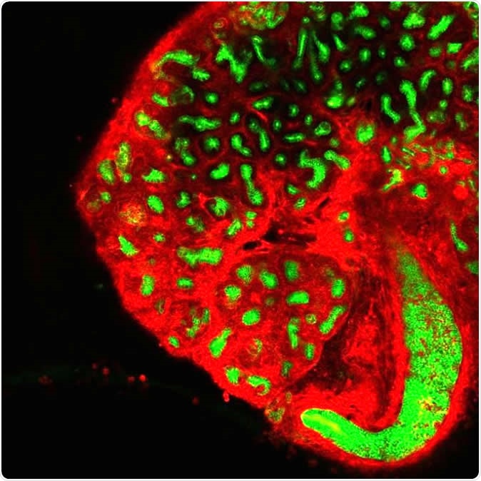 Ex-vivo embryonic kidney culture.  Image Credit: Michael Kaminski, MDC