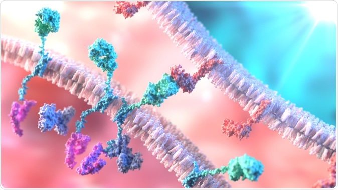 CAR T-Cell Therapy. T-Cell binding to a tumor cell using Chimeric Antigen Receptor (CAR). Image Credit: Alpha Tauri 3D Graphics / Shutterstock