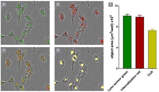 Co-Localization of IncuCyte® FabFluor labeled α-CD71 and Lyso Sensor® Green in HT1080 cells. Internalization of IncuCyte® FabFluor labeled α-CD71 (4 μg/mL) was established for 3 h in HT1080 cells before addition of LysoSensor® Green DND-189 (Thermo, 0.25 μM). Images show individual LysoSensor® Green and FabFluor labeled α-CD71 red signal (A and B), co-localization of red and green signals (C), and the co-localized analysis mask shown in yellow (D). (E) IncuCyte analysis of the coincidence of the red and green fluorescence confirms co-localization of 74% of the red signal with the green signal. Images captured at 20x magnification, 30 min post LysoSensor® addition, data shown as mean of 4 wells ± SEM.