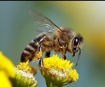 New study can help track the impact of climate change on honey bees