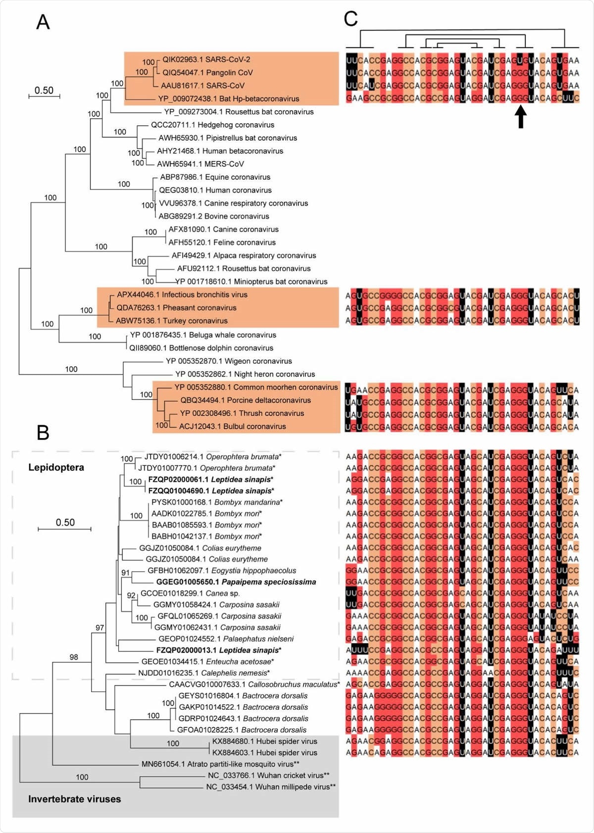 s2m in insects, arachnid viruses and coronaviruses. A) A maximum likelihood analysis was performed on ORF1ab polyprotein sequences from selected coronavirus species. s2m-containing accessions have been highlighted and bootstrap values > 90 % indicated (100 psedoreplicates). B) Maximum likelihood analysis using data from the s2m-associated hypothetical protein (see main text for details). Sequences in boldface stem from reading frames with (multiple) internal stop codons. * - genomic data, ** - accessions without s2m. C) s2m sequences corresponding to operational taxonomic units in the phylogenetic trees. Lines above alignment show (non-canonical) base-pairing residues (Robertson, et al. 2005) and the position with the unique G > U mutation in SARS-CoV-2 has been indicated.