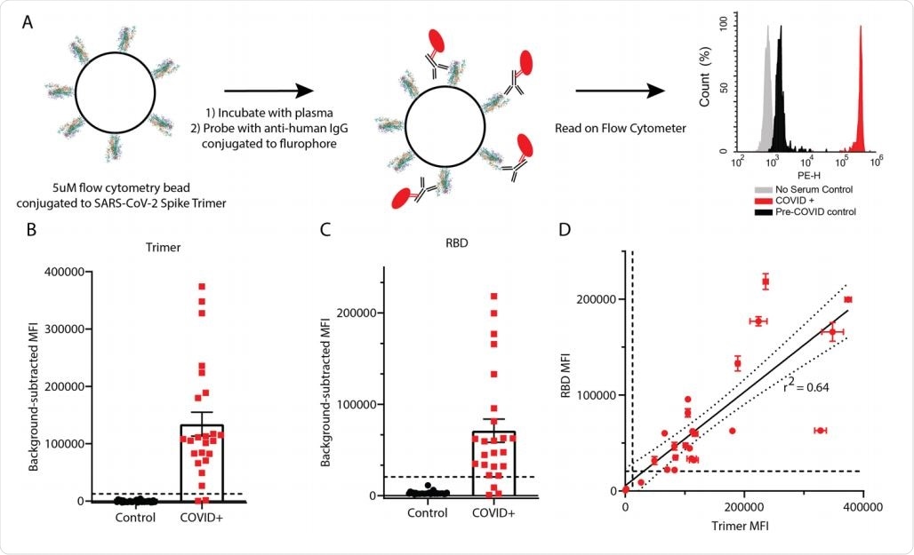Detection of anti-SARS-CoV-2 IgG using RBD and trimer constructs. (A) Graphical representation of the methods. (B, C) IgG levels in plasma from 24 COVID+ and 30 pre-COVID-19 subjects were measured using trimer-conjugated (B) or RBD-conjugated (C) microspheres. Dashed lines indicate the cut-off for positive sample designation, calculated as (Maximum control value + 5 standard deviations, at MFI = 12,432 for trimer, 27119 for RBD. E) The median fluorescent intensity of IgG measured on the trimer and RBD assays was significantly correlated. Dashed lines indicate cut-offs for positive designation, and the solid line shows a linear regression with 95% confidence intervals indicated with dotted lines, r2 = 0.64, slope is significantly non-zero (F1,46=82.4, p<0.0001).
