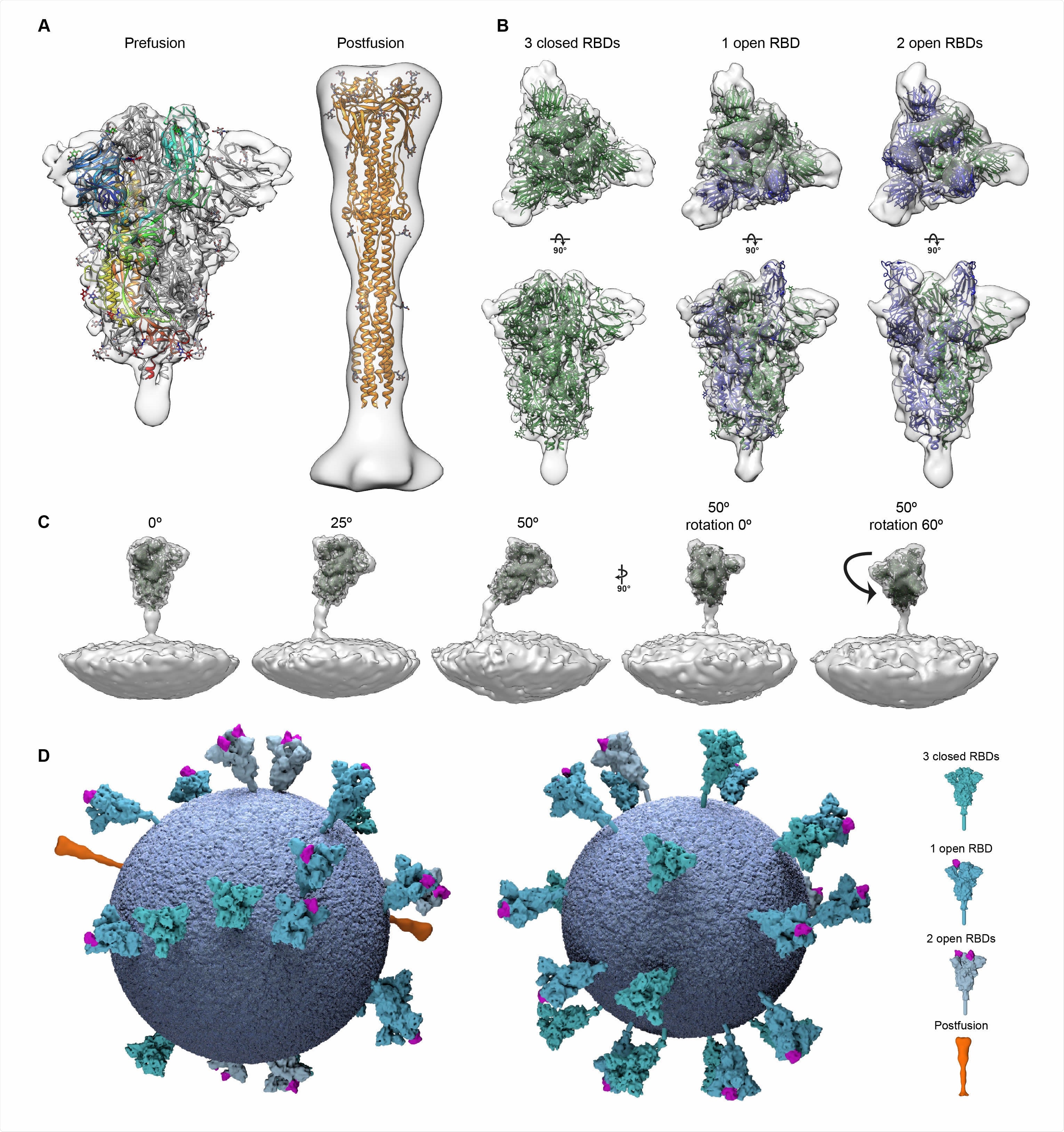 Structural analysis of SARS-CoV-2 S trimers from intact virions. (A) Structures of the prefusion (left) and postfusion (right) S trimer from intact virions determined by subtomogram averaging. The structures are shown as a transparent grey isosurface fitted with structures of the closed, prefusion SARS-CoV-2 S trimer (PDB 6VXX) and the postfusion SARS-CoV-1 S trimer (PDB 6M3W). In the prefusion form, one monomer is colored from blue (N terminus) to red (C terminus). The N-terminal domain is blue, the RBD appears cyan. Note that the NTD does not fully occupy the EM density because a number of loops are not resolved or built in PDB 6VXX. (B) The different conformations of the prefusion S trimer observed on intact virions by subtomogram averaging. Three conformations were observed: all RBDs in the closed position (left, fitted with PDB 6VXX); one RBD in the open position (center, fitted with PDB 6VYB); two RBDs in the open position (right, fitted with PDB 6X2B which does not include modelled glycans). Note that the twoopen conformation has only been observed in vitro after inserting multiple stabilizing mutations. S monomers with closed RBDs are green, and with open RBDs are blue. (C) Averaging of subsets of trimers grouped according to their orientation relative to the membrane shows flexibility in the stalk region. Examples are shown for pools centered at 0°, 25° and 50° from the perpendicular, and for two different rotations of the trimer relative to the tilt direction. (D) 3D models of two individual SARS-CoV-2 virions with a membrane (blue) of the measured radius, and all spike proteins shown in the conformations, positions and orientations determined by subtomogram averaging.